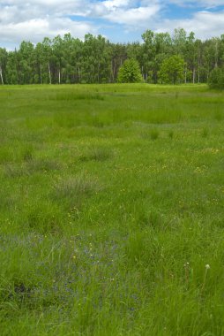 manzara whit mavi gökyüzü ve green hill Polonya