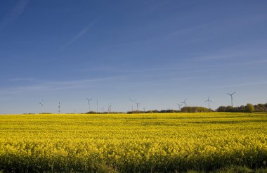 tecavüz ve mavi gökyüzü manzara sarı