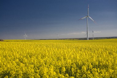 tecavüz ve mavi gökyüzü manzara sarı