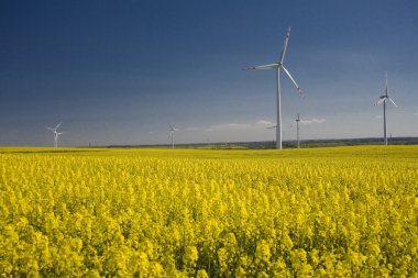 tecavüz ve mavi gökyüzü manzara sarı