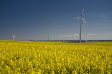 tecavüz ve mavi gökyüzü manzara sarı