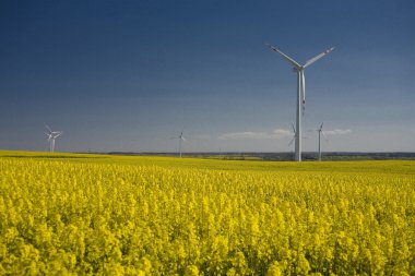 tecavüz ve mavi gökyüzü manzara sarı