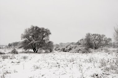 Kış gri yatay beyaz kar ve ağaçlar    