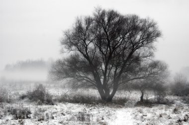 Sis karlı ağaçların kış görünümü
