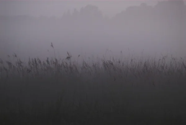 Niebla Árbol Planta Polonia Paisaje Verano Tarde Río Pantano Hierba — Foto de Stock