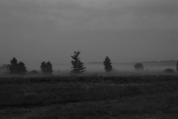 Mgła Drzewo Roślina Polska Krajobraz Lato Wieczór Rzeka Bog Trawa — Zdjęcie stockowe