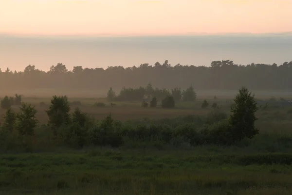 Mlha Strom Rostlina Polsko Krajina Léto Večer Řeka Bog Tráva — Stock fotografie