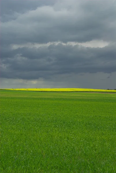 Moln Land Landsbygd Fält Blomma Gräs Grön Kulle Landskap Växt — Stockfoto