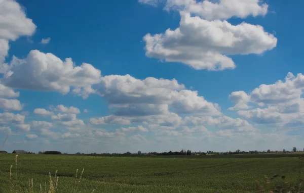 Bleu Canne Clair Nuages Culture Jour Dramatique Champ Herbe Vert — Photo