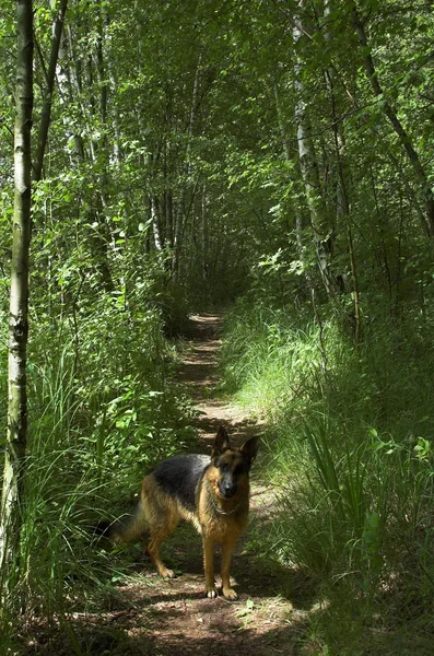 Vert Chemin Bois Forêt Route Route Sentier Piste Itinéraire Sentier — Photo