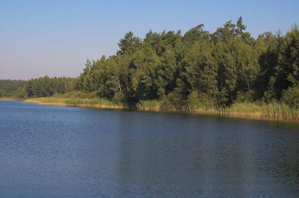 orman manzarası yanında göl manzarası