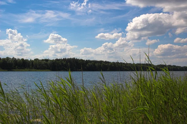 Belle Vue Sur Rivière Forêt — Photo