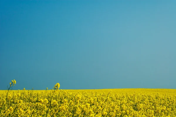 Liggande Vit Gul Våldtäkt Och Blå Himmel — Stockfoto