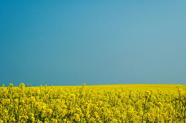 Пейзаж Жёлтый Изнасилование Голубое Небо — стоковое фото