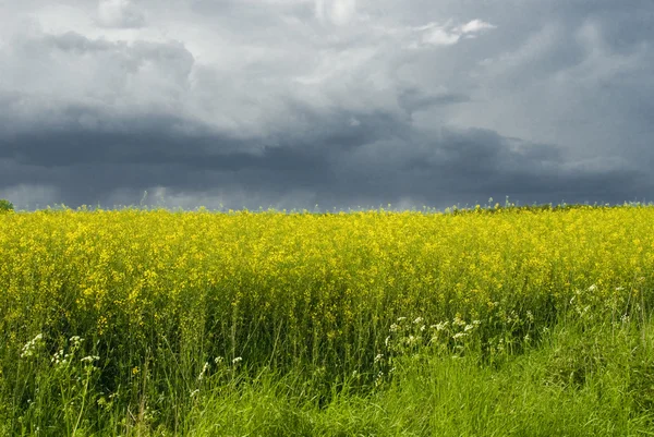 Пейзаж Белый Желтый Изнасилование Голубое Небо — стоковое фото