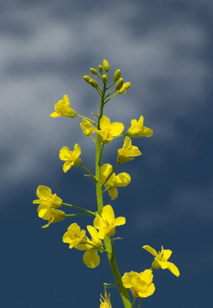 Paisagem Branco Amarelo Estupro Céu Azul — Fotografia de Stock