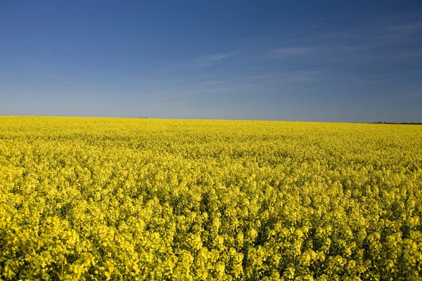 Paesaggio Giallo Stupro Cielo Blu — Foto Stock