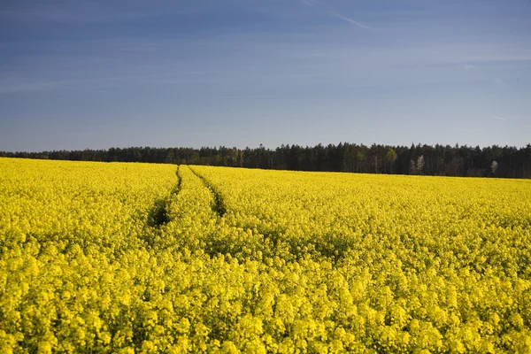 tecavüz ve mavi gökyüzü manzara sarı