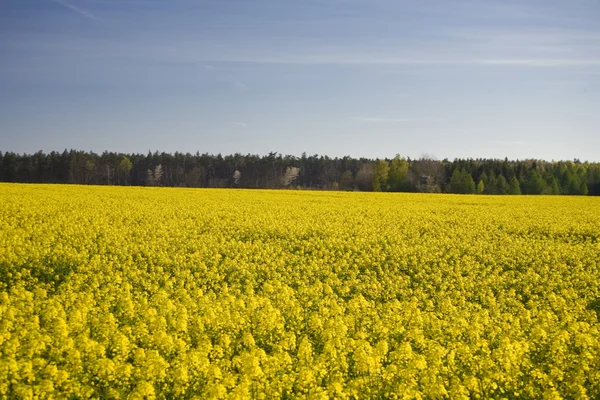 Krajobraz Rzepak Żółty Niebieski Niebo — Zdjęcie stockowe