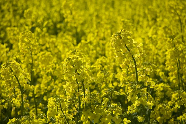 Liggande Gul Våldtäkt Och Blå Himmel — Stockfoto