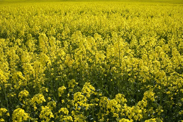 Landschaft Gelber Raps Und Blauer Himmel — Stockfoto