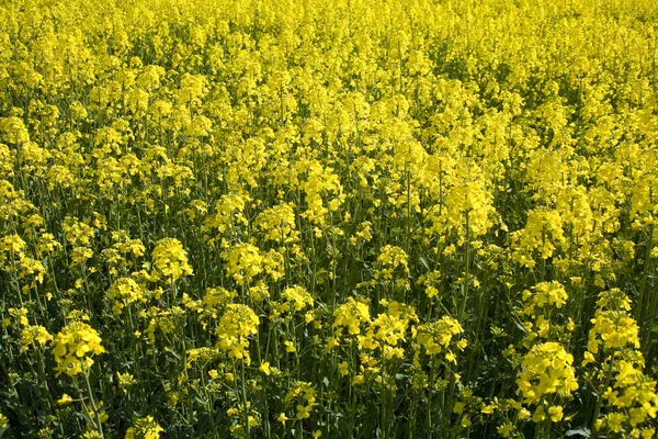 tecavüz ve mavi gökyüzü manzara sarı