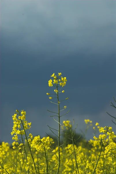Flores Colza Amarelas Flor — Fotografia de Stock