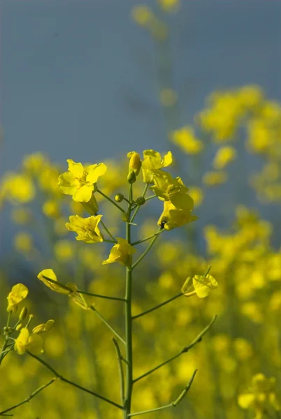 Fiori Colza Gialli — Foto Stock