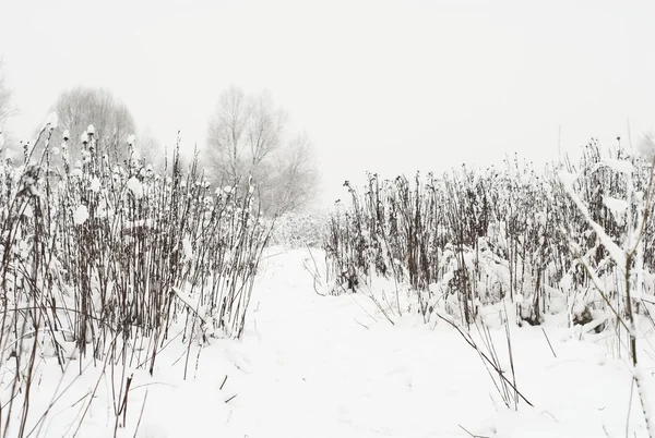 Vista Panorâmica Inverno Com Neve — Fotografia de Stock