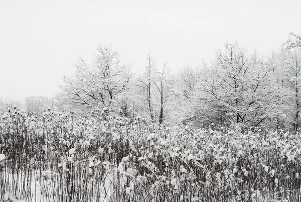 Zobacz Sceniczny Zima Śnieg — Zdjęcie stockowe