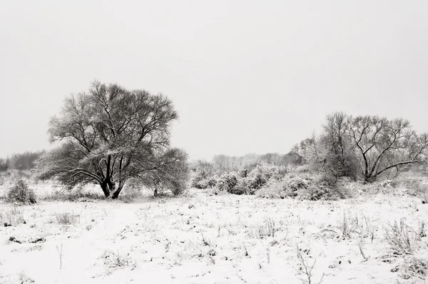 Inverno Grigio Paesaggio Bianco Neve Alberi — Foto Stock