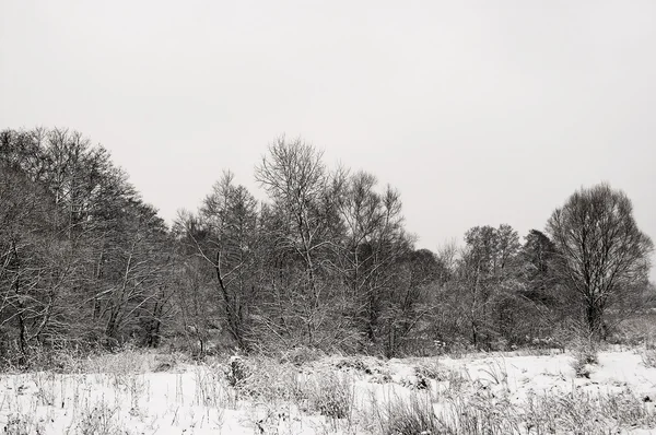 Inverno Grigio Paesaggio Bianco Neve Alberi — Foto Stock