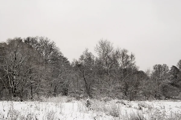 Inverno Paisagem Cinza Neve Branca Árvores — Fotografia de Stock