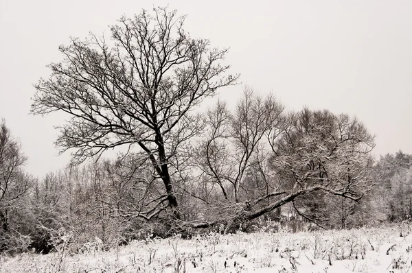 Inverno Grigio Paesaggio Bianco Neve Alberi — Foto Stock