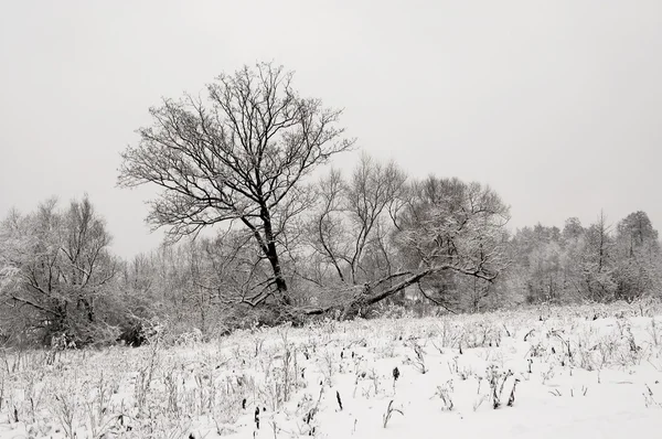 Inverno Grigio Paesaggio Bianco Neve Alberi — Foto Stock