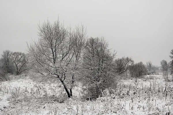 Зимний Серый Пейзаж Белый Снег Деревья — стоковое фото