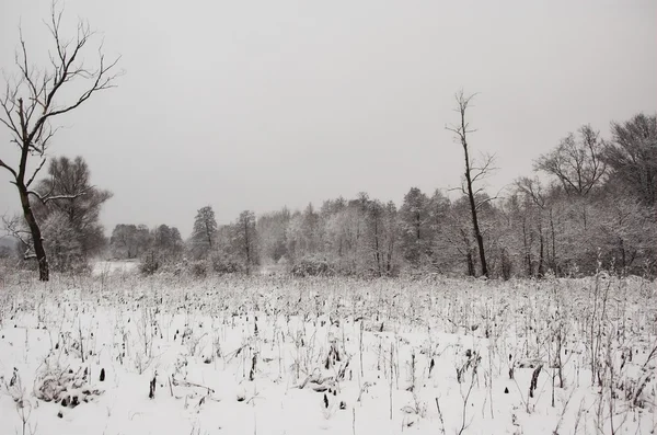 Vista Inverno Com Árvores Nevadas Névoa — Fotografia de Stock