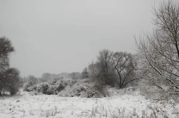 Zimowy Widok Ośnieżonych Drzew Mgle — Zdjęcie stockowe