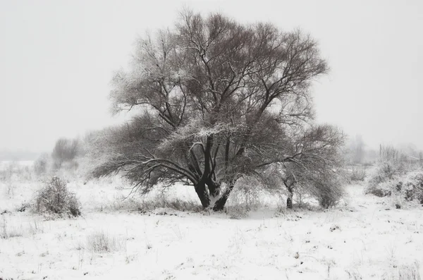 Vista Inverno Com Árvores Nevadas Névoa — Fotografia de Stock