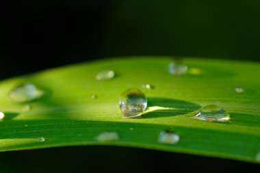 yeşil bitkiler üzerinde Sümer yağmur damlaları