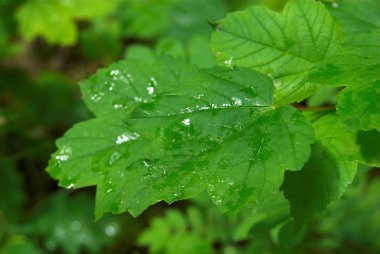 yeşil bitkiler üzerinde Sümer yağmur damlaları