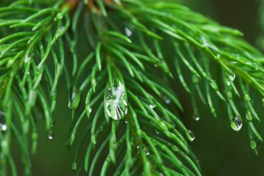 yeşil bitkiler üzerinde Sümer yağmur damlaları