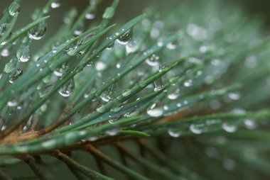 Yaz aylarında sonra yağmur damlaları