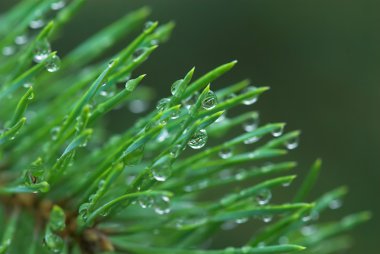 Yaz aylarında sonra yağmur damlaları