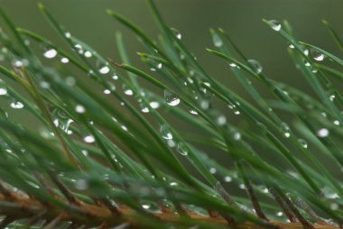 Yaz aylarında sonra yağmur damlaları