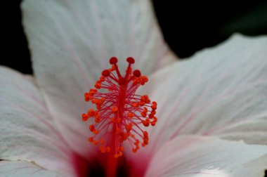 çiçek kırmızı ve beyaz Bahçe kapat                          