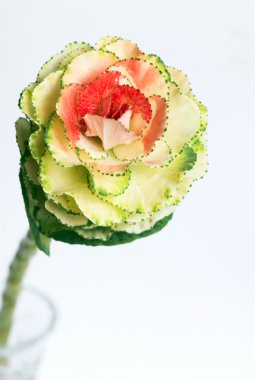 beyaz arka plan üzerinde risolated yenilebilir akış yakın çekim görünümü