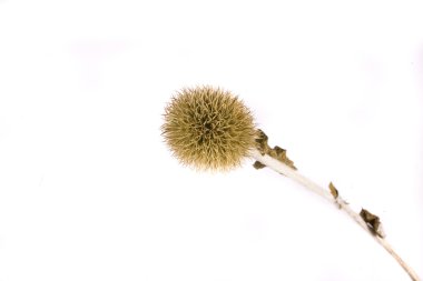 Thistle üzerinde beyaz backgournd