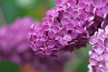 Lila çiçek bahar çiçeği