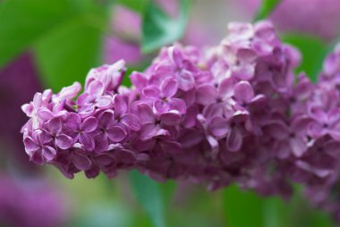 Leylak; çiçek; arka plan; Bahar; çiçeği; Bahar; Bahçe; duvar kağıdı; doğum günü; renkli; çiçek açan; doku; kırpılmış; doğal; portre; Açık; saflık; güzel; ayrıntısı; doğa; Güzellik; Bahçe; mor; Menekşe; pastel; Yaz; Sarı; çiçek; p